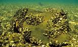 http://cdn.c.photoshelter.com/img-get/I0000Jmdt2RH_2XA/s/900/900/Zebra-Mussel-O-309.jpg