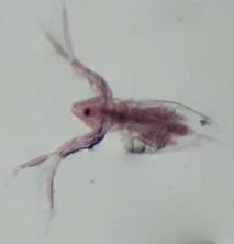 Macintosh HD:Users:asmart:Desktop:Photo1.jpg