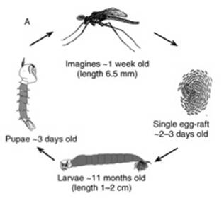 water boatman life cycle