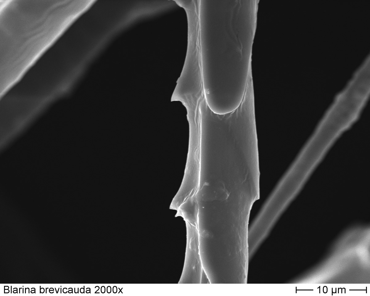 Shorttail Shrew 2000x-3