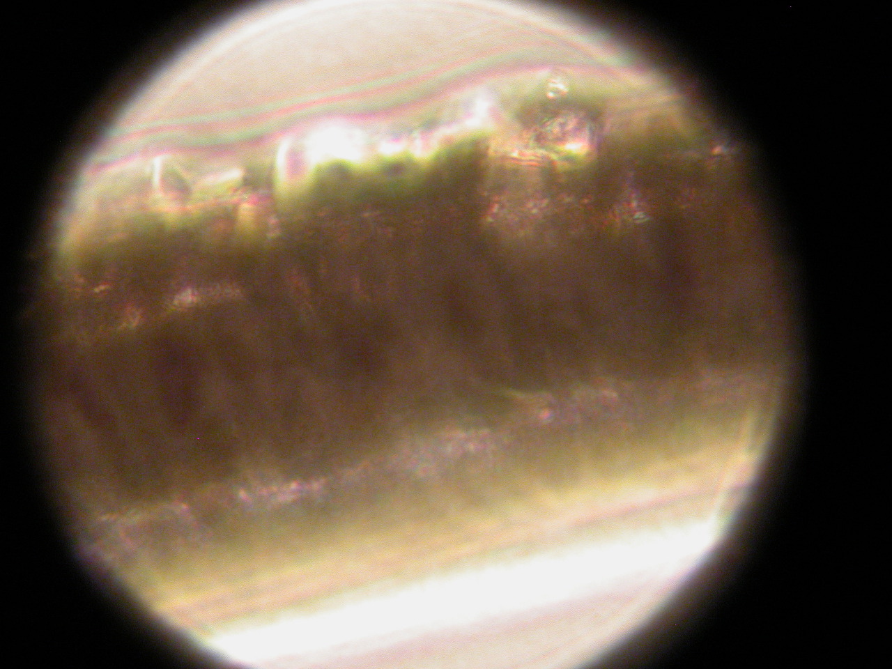 Canis latrans (Coyote1)