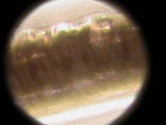 Canis latrans (Coyote1)