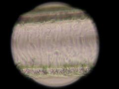 Canis latrans (CoyoteS)