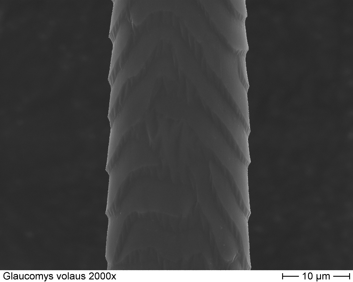 Southern Flying Squirrel 2000x