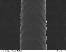 Southern Flying Squirrel 2000x