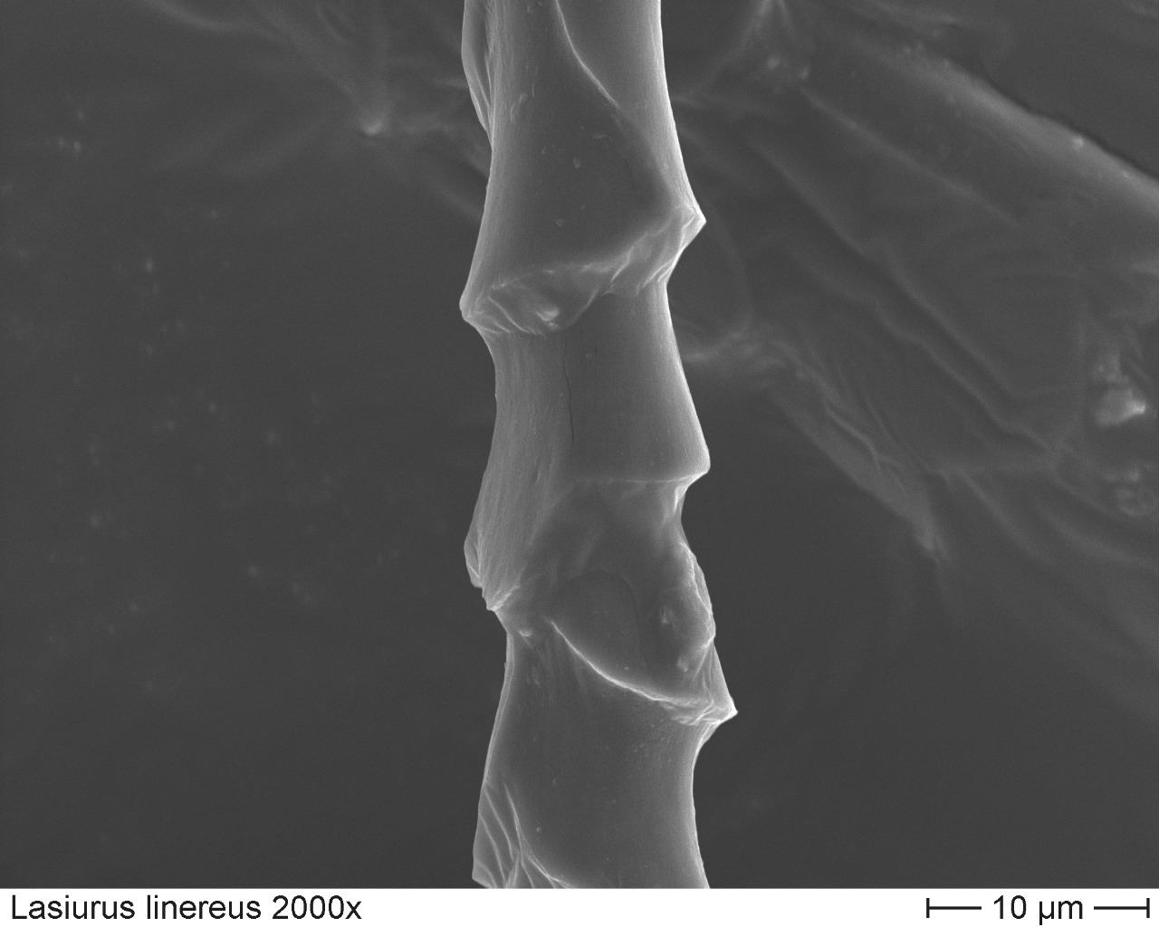 Hoary Bat 2000x-2