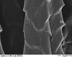 Hoary Bat 2000x