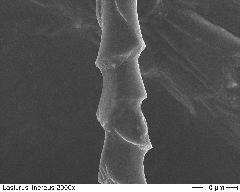 Hoary Bat 2000x-2