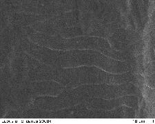 Snowshoe Hare 2000x-3