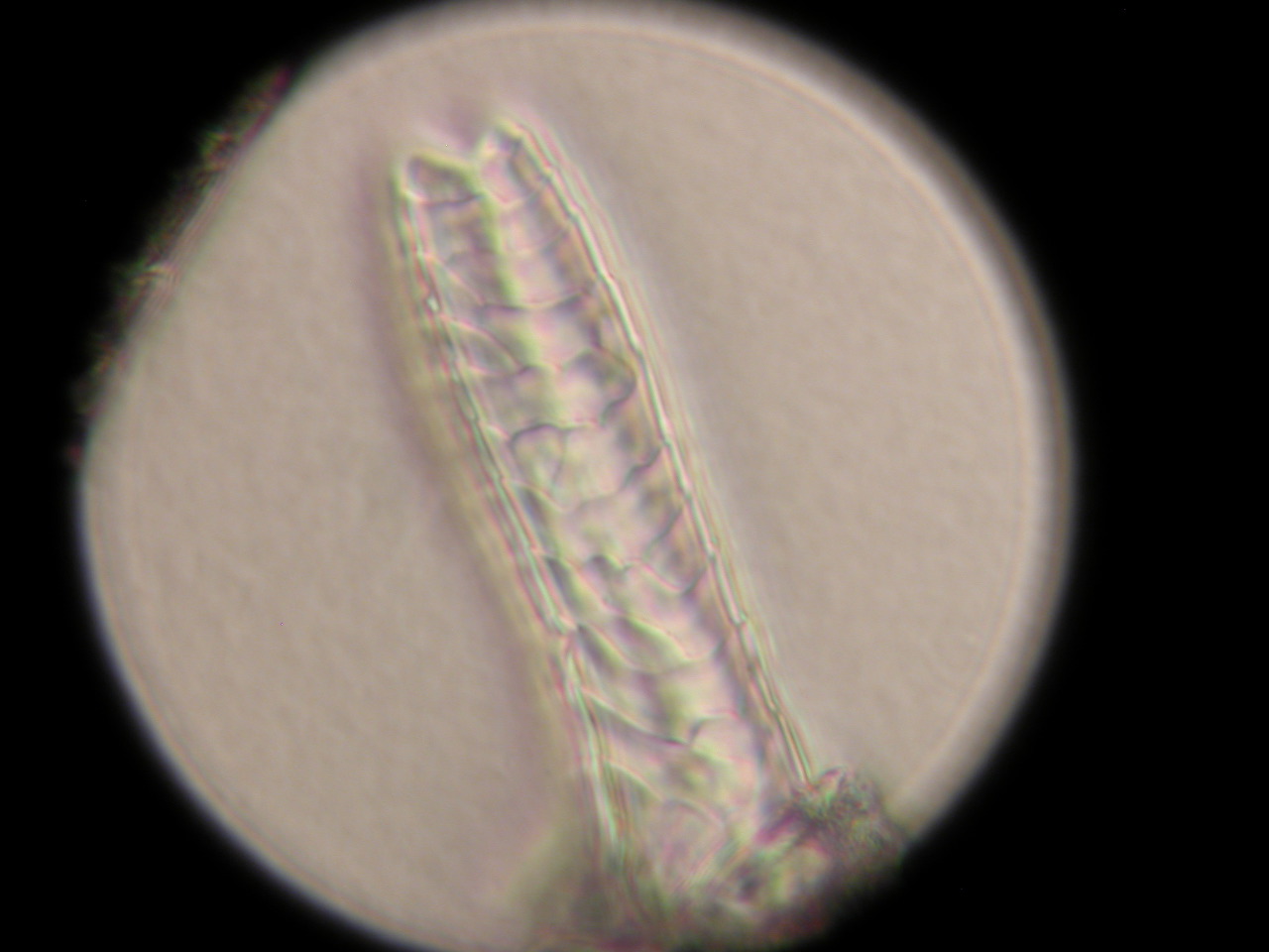 Microtus pinetorum (Pine VoleS)