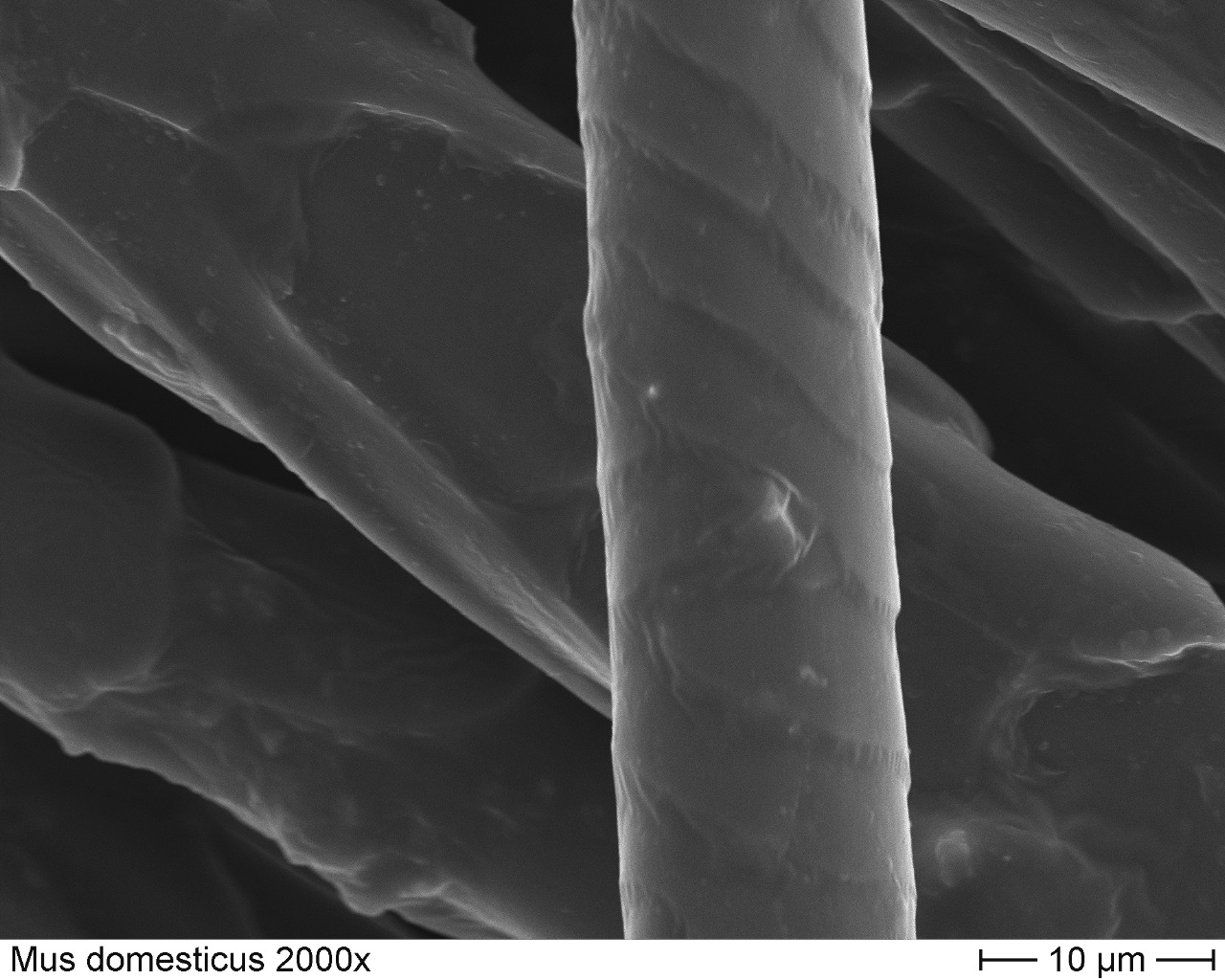 Domestic Mouse 2000x