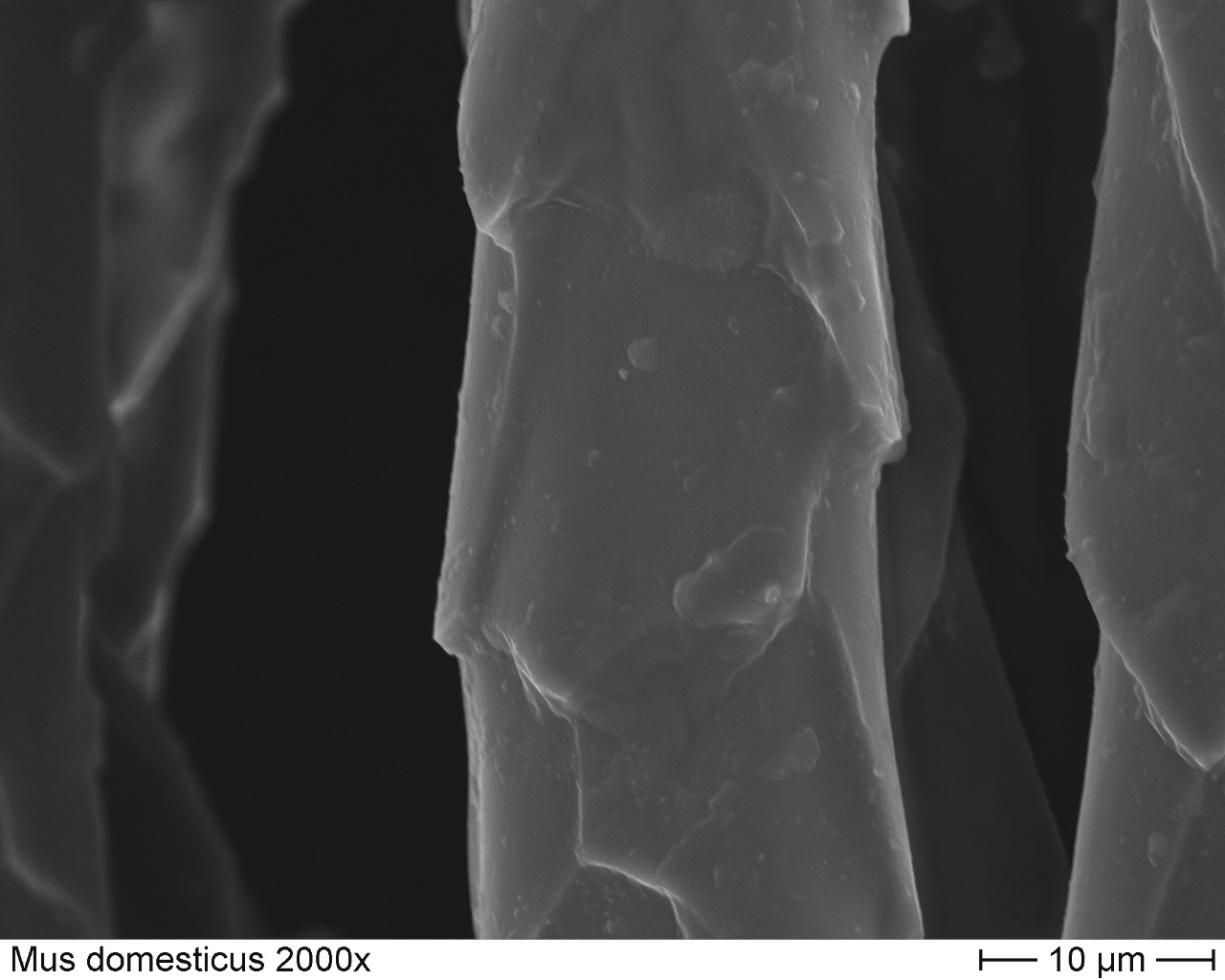 Domestic Mouse 2000x-2