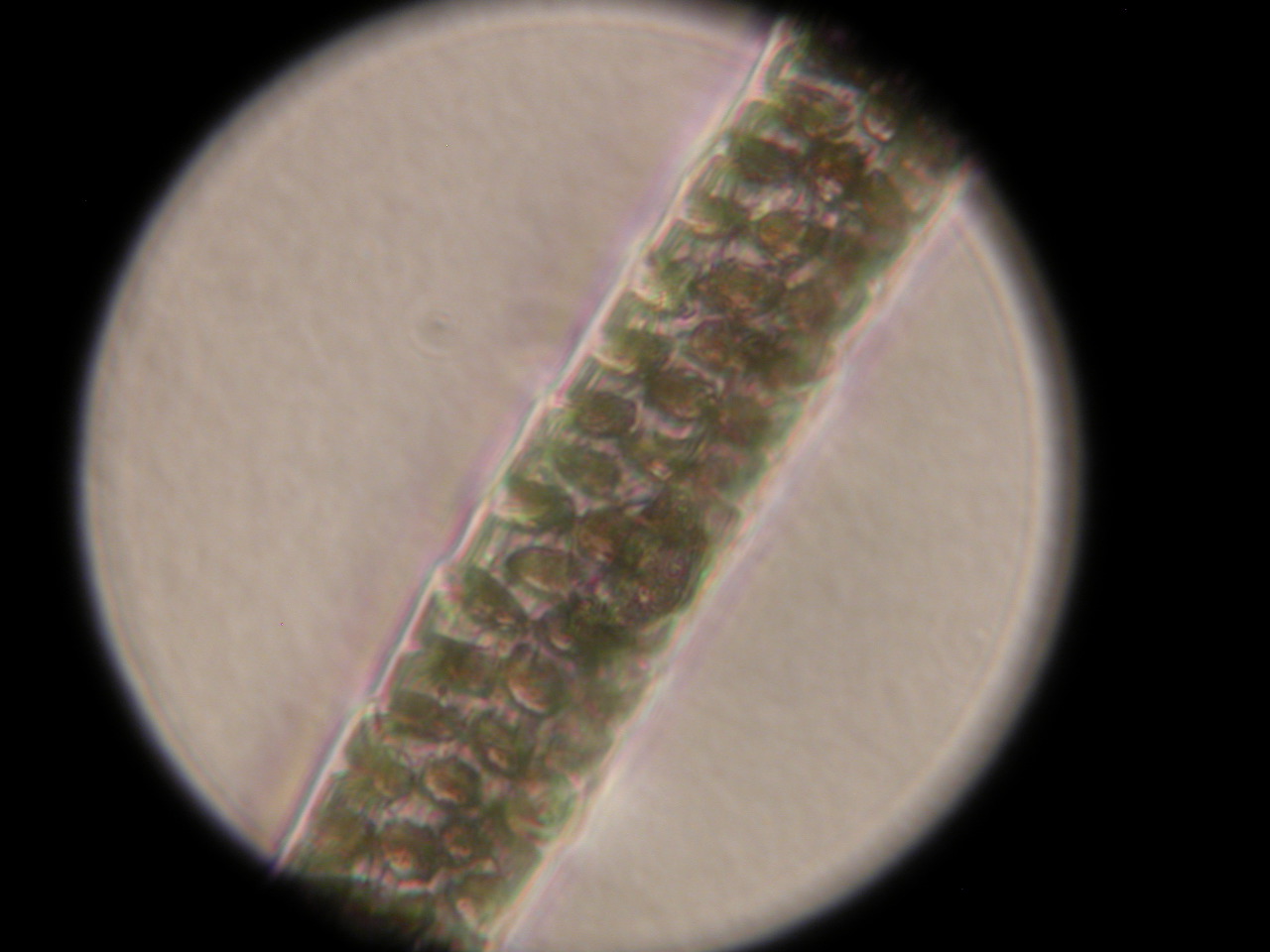 Mus domesticus (Domestic Mouse)