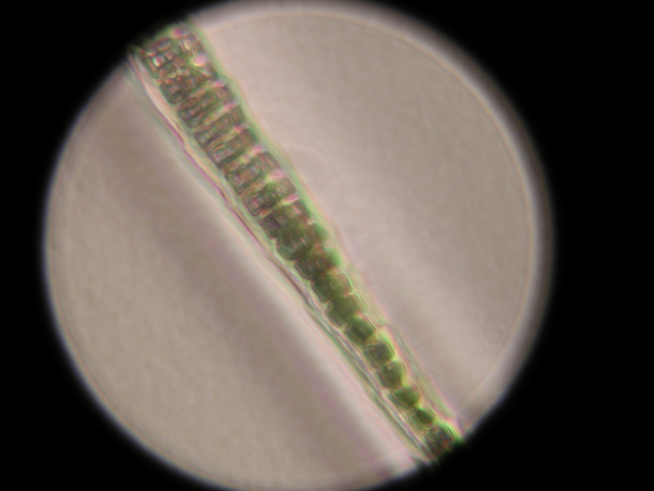 Mus musculus (House Mouse light morph.)