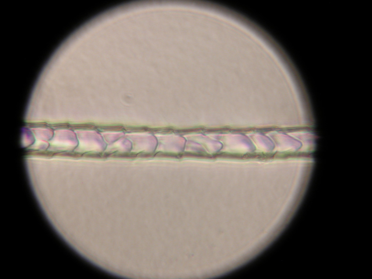 Mus musculus (House mouse light morphS)