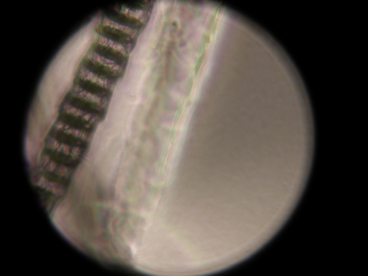 Mus musculus (House mouseS)