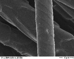 Domestic Mouse 2000x