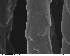 Domestic Mouse 2000x-2