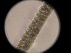 Mus domesticus (Domestic Mouse)