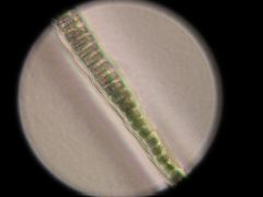 Mus musculus (House Mouse light morph.)