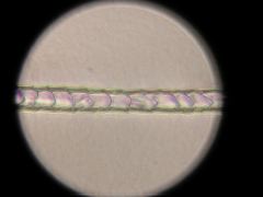 Mus musculus (House mouse light morphS)