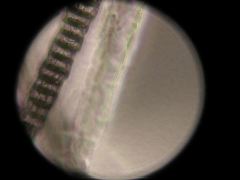 Mus musculus (House mouseS)