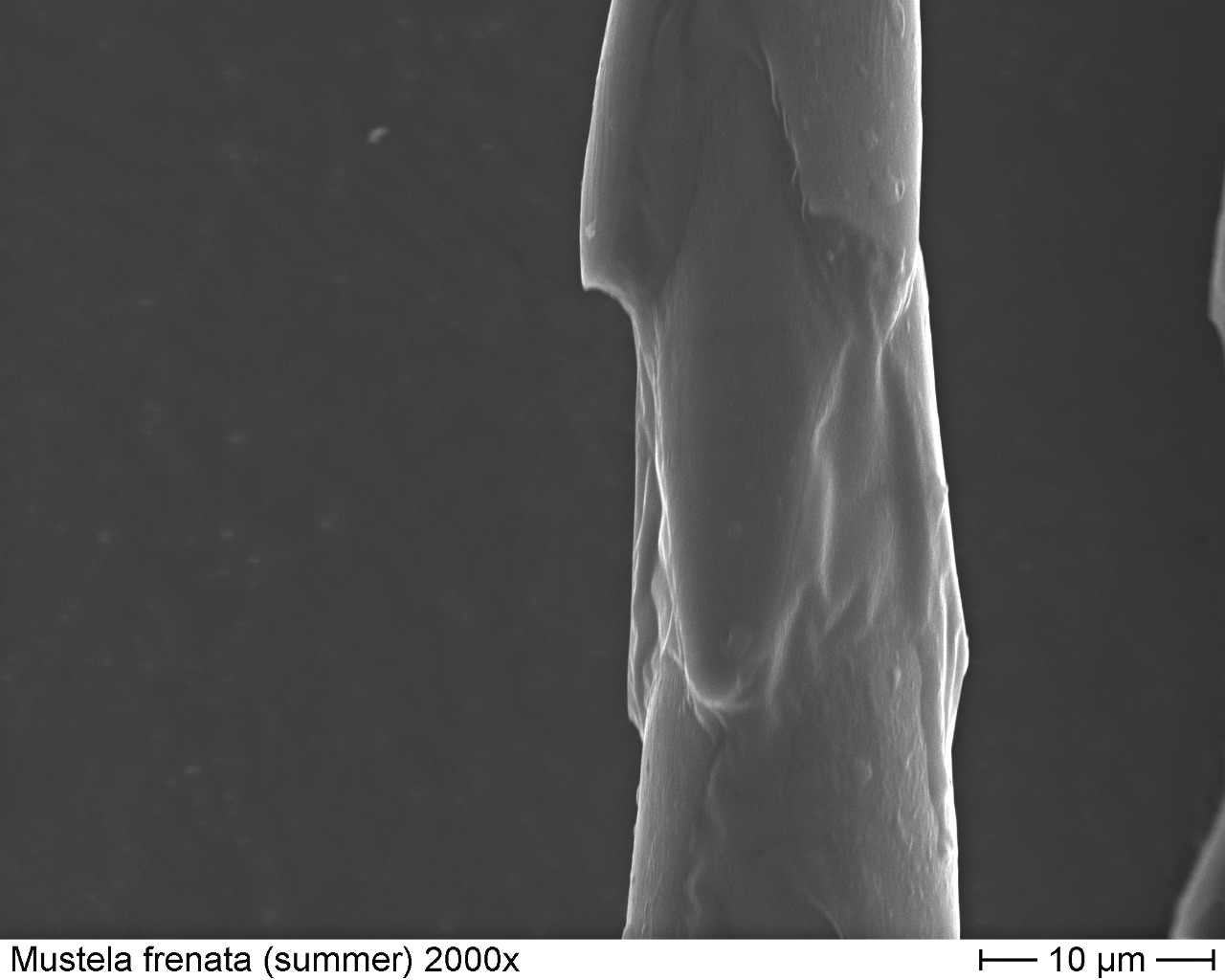 Longtail Weasel summer 2000x-2
