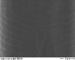 Domestic Rabbit 2000x