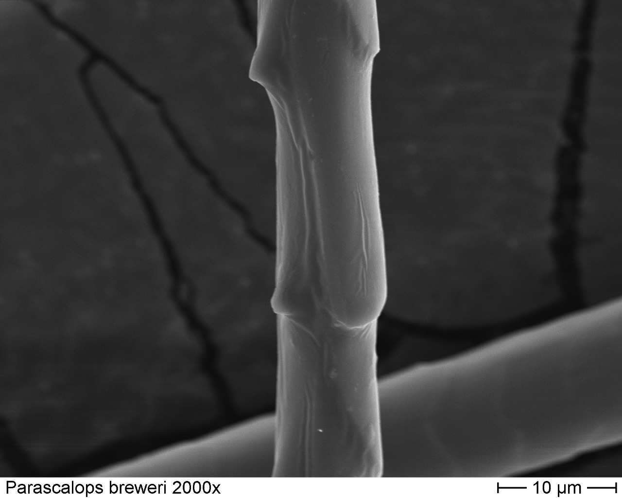 Hairytail Mole 2000x