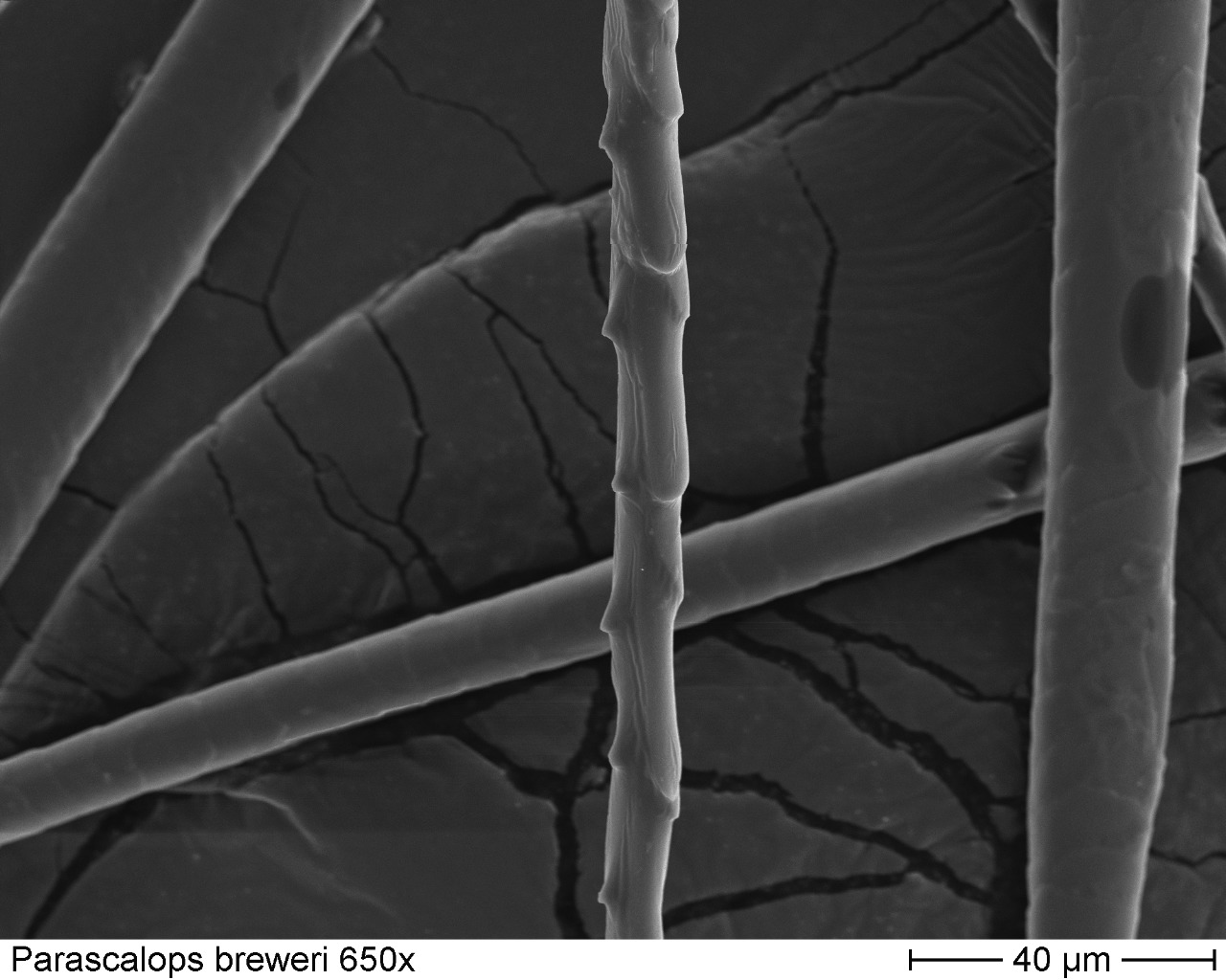 Hairytail Mole 650x