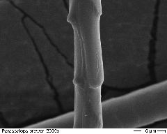 Hairytail Mole 2000x