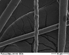 Hairytail Mole 650x