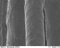 Norway Rat 2000x