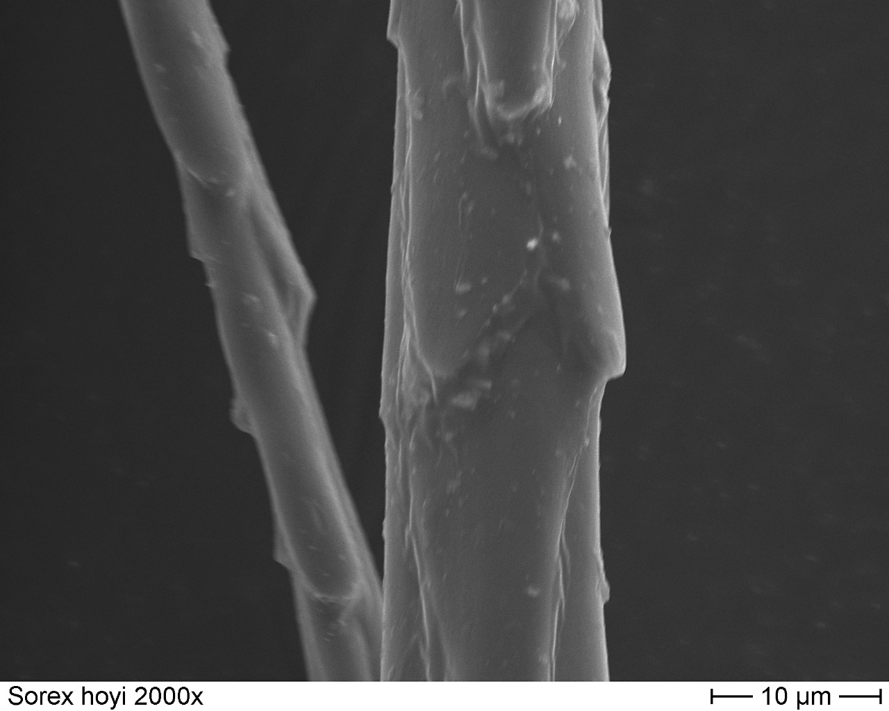 Pygny Shrew 2000x