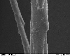 Pygny Shrew 2000x