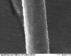 13-lined Squirrel 2000x