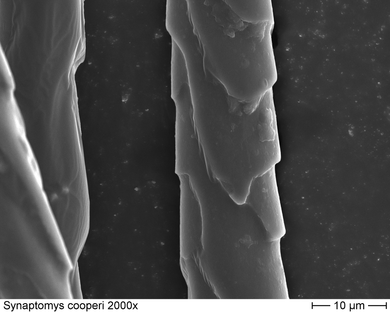 Southern Bog Lemming 2000x