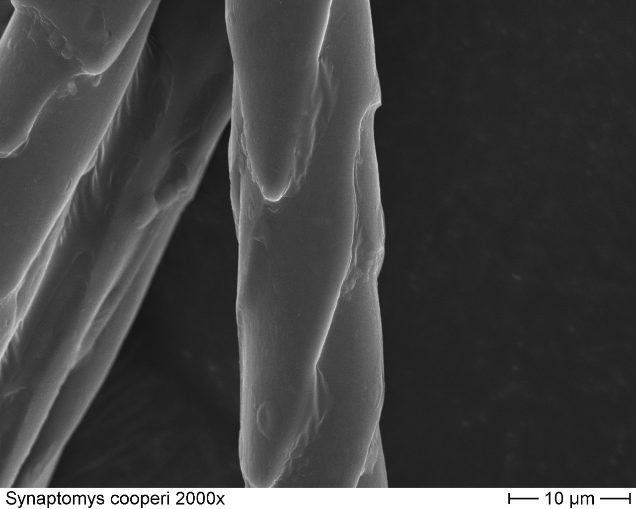 Southern Bog Lemming 2000x-2