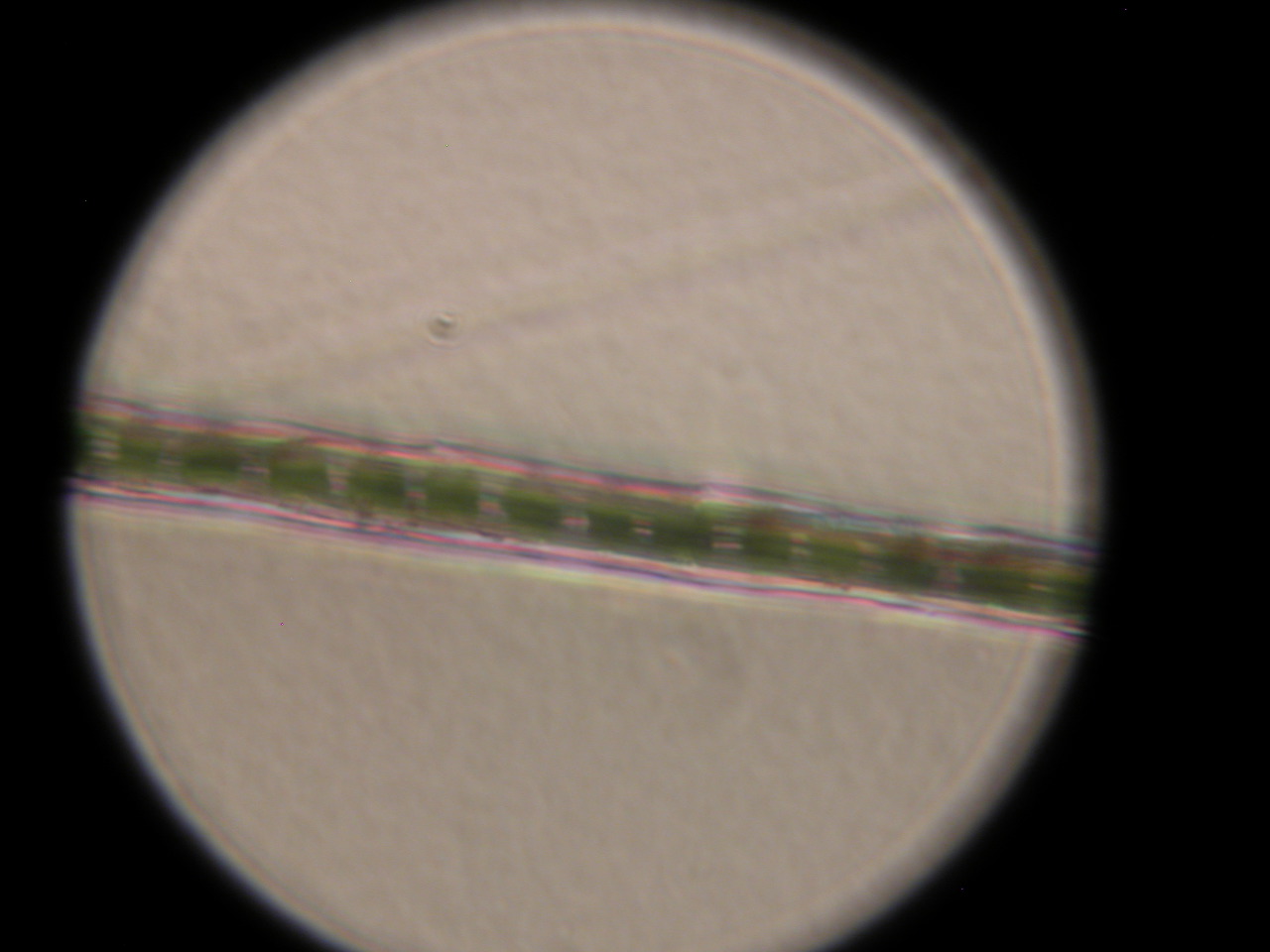 Synaptomys cooperi (Southern bog Lemming)