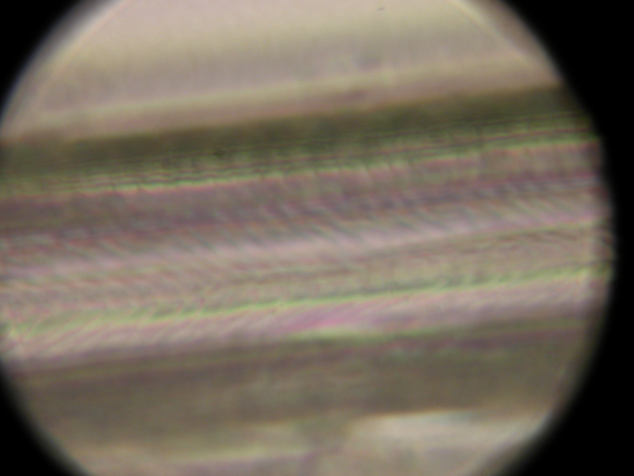 Synaptomys cooperi (Southern bog LemmingS)