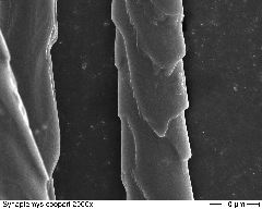 Southern Bog Lemming 2000x