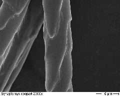 Southern Bog Lemming 2000x-2