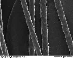 Southern Bog Lemming 650x