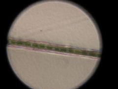 Synaptomys cooperi (Southern bog Lemming)