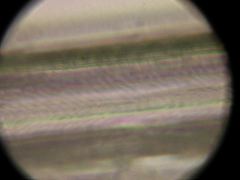 Synaptomys cooperi (Southern bog LemmingS)