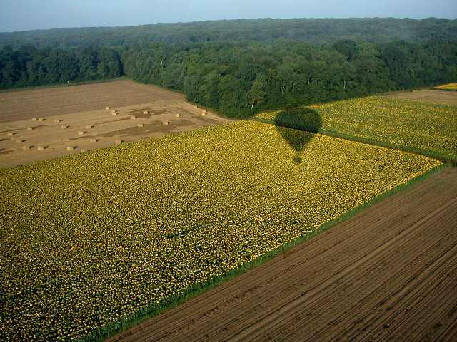 110BaloonViewSunflowers