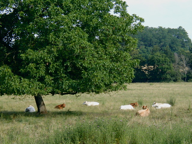 014Cows