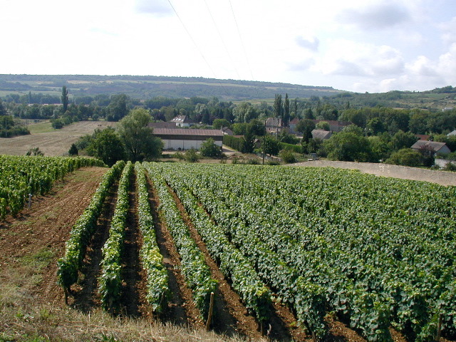 022SantenayVineyard