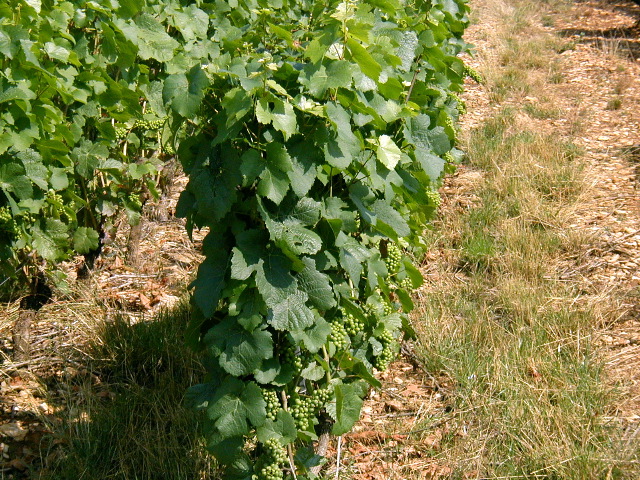 023Grapes