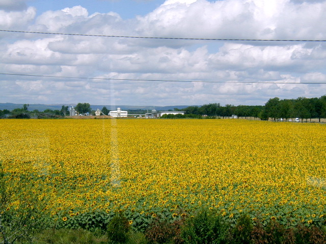 034Sunflowers